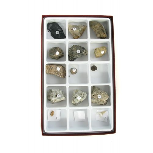  American Educational Products American Educational Types of Fossilization Collection