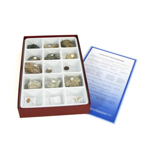  American Educational Products American Educational Types of Fossilization Collection