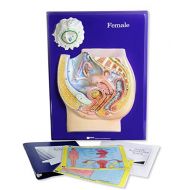 American Educational Products American Educational Female Reproductive Model Activity Set