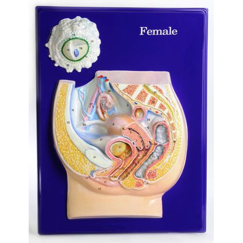  American Educational Products American Educational Female Reproductive Model Activity Set