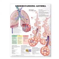 Anatomical Chart Company Understanding Asthma Anatomical Chart