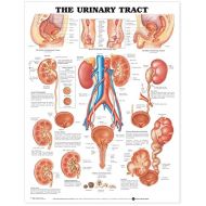 Anatomical Chart Company The Urinary Tract Anatomical Chart
