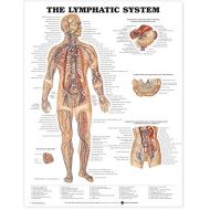 Anatomical Chart Company The Lymphatic System Anatomical Chart