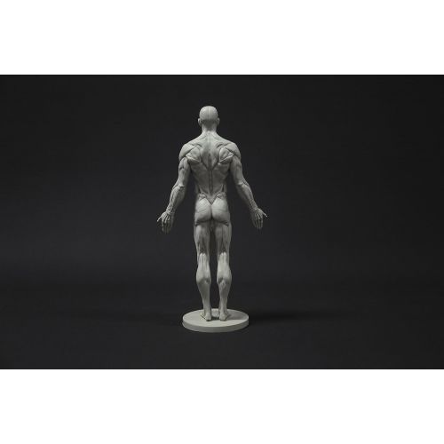  Aphrodite Male Anatomy Figure Collection: Planar, Ecorche and Skin - Anatomical Reference for Artists
