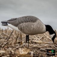 Avery Outdoors AVERY OUTDOORS GHG HUNTER SERIES LESSER CANADA GOOSE DECOYS - FEEDER PACK