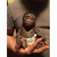 Babycreatures baby gorilla