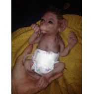 Babycreatures mini monkey Capuchin