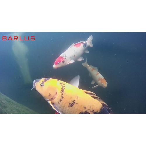  Barlus BARLUS 316L Stainless Steel 1944P 5MP Underwater POE IP Camera WANLAN Remote Adjustment 2.8-12mm Electric Zoom Lens and Intelligent Adjustment White Llight OR Infrared Ligh IP68