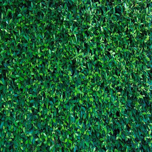  Kate 10x10ft (300x300cm) Green Leaves Photography Backdrops Mmicrofiber Nature Birthday Background for Birthday Party Seamless Photo Booth Prop Backdrop