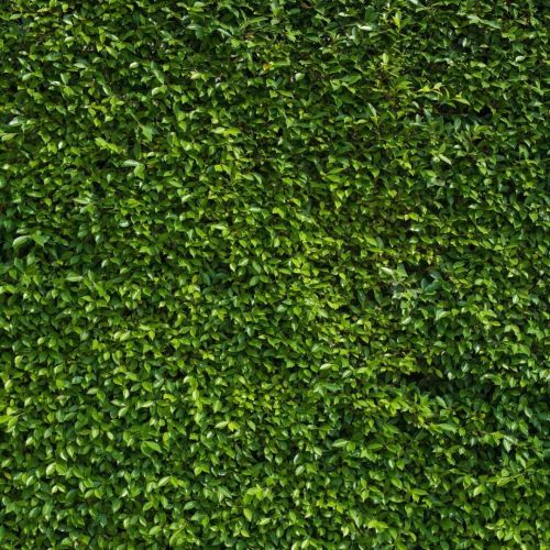  Kate 10x10 ft Nature Green Leaves Backdrops Photography Wedding or Children Birthday Background