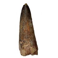 Beverly Oaks Dinosaur Tooth Genuine Large Spinosaurus Natural Fossil 2 (Qty=1)