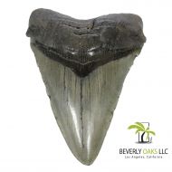 Beverly Oaks Large Monster High Quality Megalodon Shark Tooth 5-6 Inches Great White Ancestor