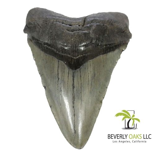  Beverly Oaks Large Monster High Quality Megalodon Shark Tooth 5-6 Inches Great White Ancestor