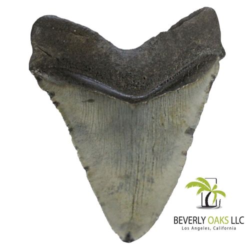  Beverly Oaks Large Monster High Quality Megalodon Shark Tooth 5-6 Inches Great White Ancestor