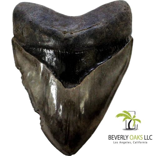  Beverly Oaks Large Monster High Quality Megalodon Shark Tooth 5-6 Inches Great White Ancestor