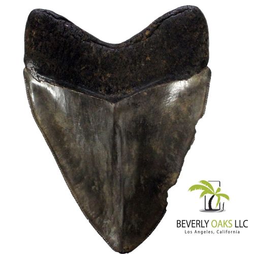  Beverly Oaks Large Monster High Quality Megalodon Shark Tooth 5-6 Inches Great White Ancestor