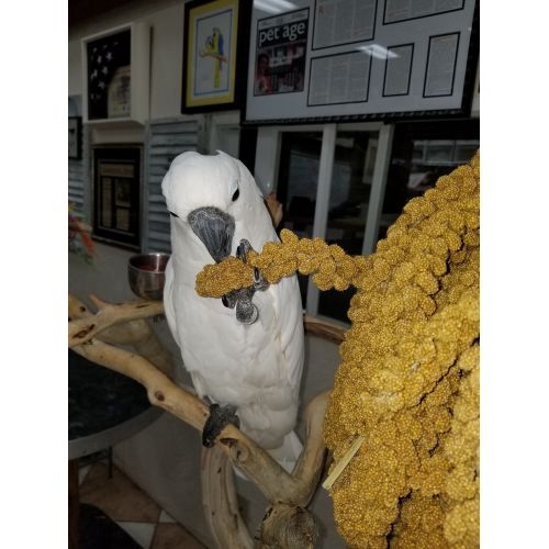  Birds LOVE Spray Millet for Birds Cockatiel Lovebird Parakeet Finch Canary All Parrots Healthy Treat