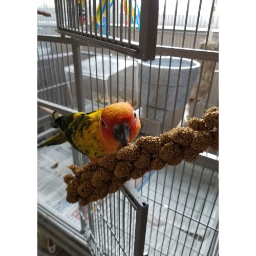  Birds LOVE Spray Millet for Birds Cockatiel Lovebird Parakeet Finch Canary All Parrots Healthy Treat