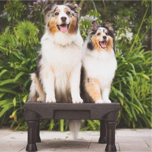  Blue-9 Pet Products The KLIMB Dog Training Platform and Agility System