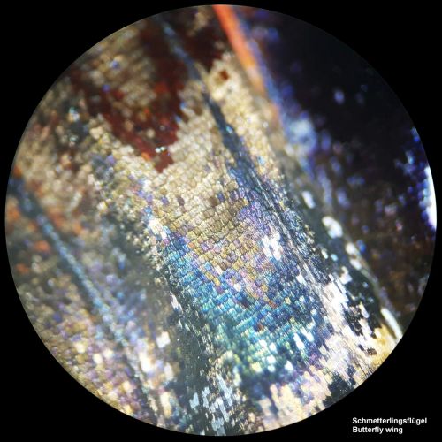  [아마존베스트]Bresser Microscope Analyth STR 10x - 40x Stereo Illumination and Translucent Microscope