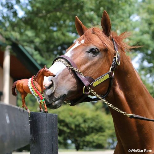  Breyer 9300 Traditional Exclusive Justify with Garland Horse Toy Model - 2018 Triple Crown Winner (1: 9 Scale), Multicolor