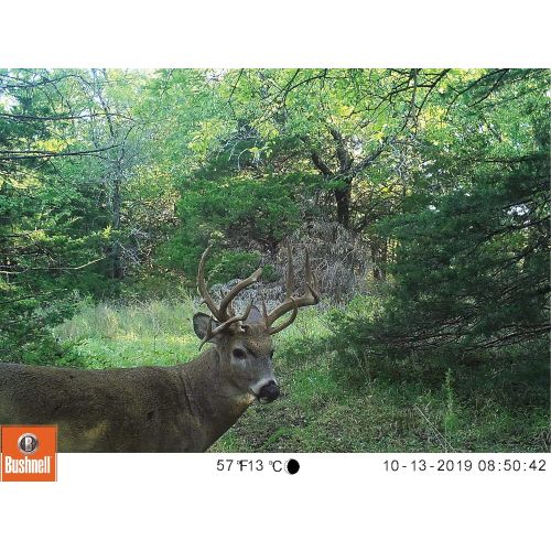 부쉬넬 [아마존베스트]Bushnell Trophy Trail Camera 20MP HD_119717CW