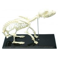 C&A Scientific Dog Skeleton Articulated Specimen Wood Base Display Acrylic Cover Educational
