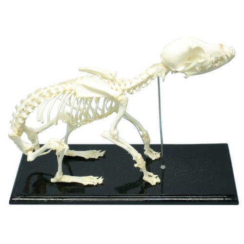  C&A Scientific Dog Skeleton Articulated Specimen Wood Base Display Acrylic Cover Educational