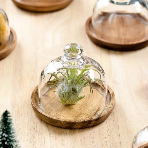  [아마존베스트]Cabilock Wooden Cheese Dome Mini Cheese Plant Platter with Glass Top and Wooden Base Rustic Decorative Cheese Mini Cake Platter Air Plant Terrarium(4.13 x 3.74 x 3.15 inches/12 x 1