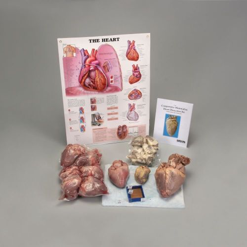  Comparative Mammalian Heart Dissection Kit: Toys & Games