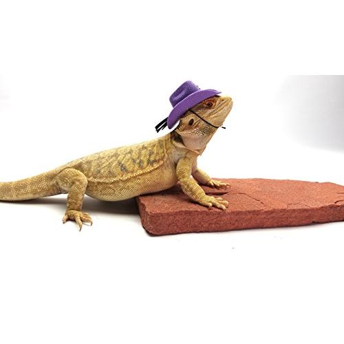  Carolina Designer Dragons Bearded Dragon Cowboy Hat, Purple
