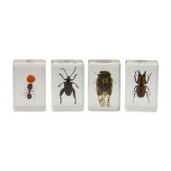Celestron 44409 3D Bug Specimen Kit #3 (Black, Orange, Brown)