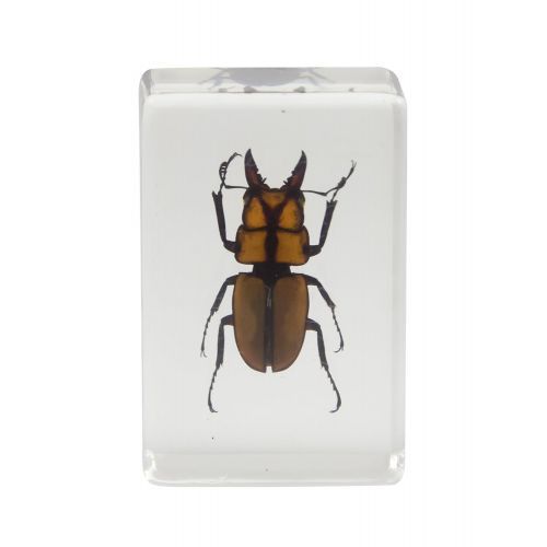 셀레스트론 Celestron 44409 3D Bug Specimen Kit #3 (Black, Orange, Brown)