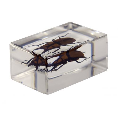 셀레스트론 Celestron 44409 3D Bug Specimen Kit #3 (Black, Orange, Brown)