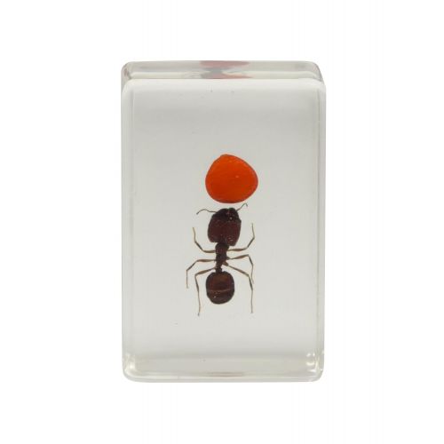 셀레스트론 Celestron 44409 3D Bug Specimen Kit #3 (Black, Orange, Brown)