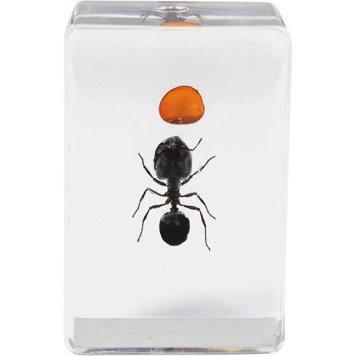 셀레스트론 Celestron 3D Bug Specimen Kit #5