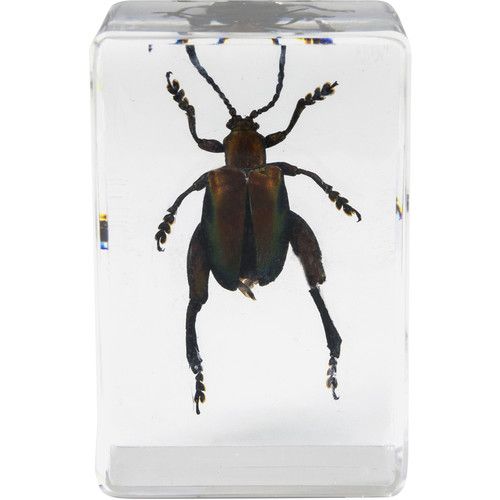 셀레스트론 Celestron 3D Bug Specimen Kit #5