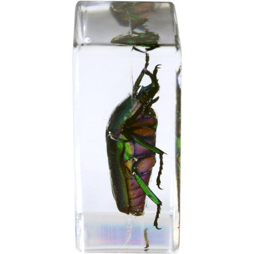 셀레스트론 Celestron 3D Bug Specimen Kit #5