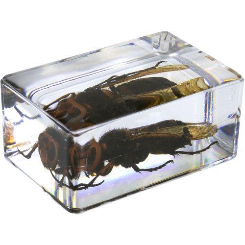 셀레스트론 Celestron 3D Bug Specimen Kit #5