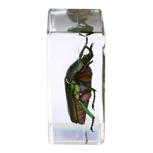 셀레스트론 Celestron - Real 3D Bugs in Clear Resin - 4pc Set Includes Wasp, Ant, Chafer, and Beetle Specimens - Perfect for Science Eduction and Classroom - Use with Digital and Stereo Microscopes