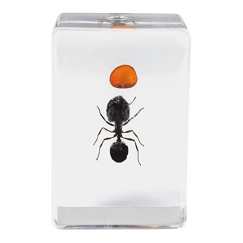 셀레스트론 Celestron - Real 3D Bugs in Clear Resin - 4pc Set Includes Wasp, Ant, Chafer, and Beetle Specimens - Perfect for Science Eduction and Classroom - Use with Digital and Stereo Microscopes