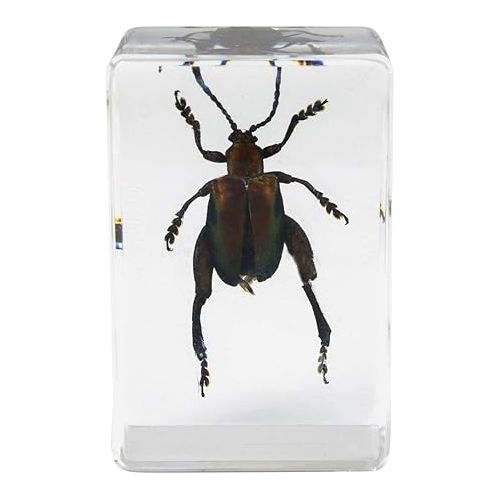 셀레스트론 Celestron - Real 3D Bugs in Clear Resin - 4pc Set Includes Wasp, Ant, Chafer, and Beetle Specimens - Perfect for Science Eduction and Classroom - Use with Digital and Stereo Microscopes