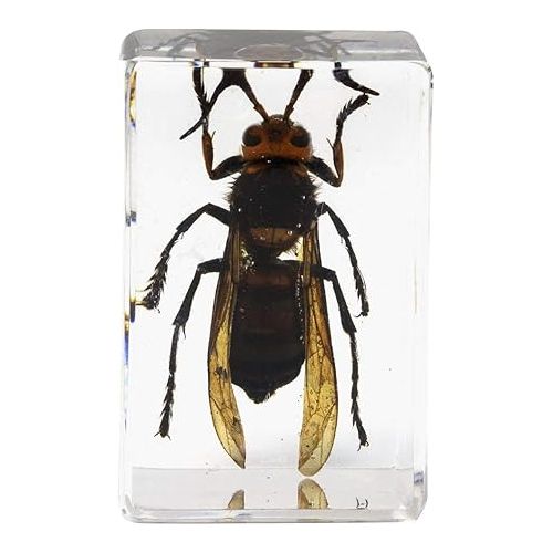 셀레스트론 Celestron - Real 3D Bugs in Clear Resin - 4pc Set Includes Wasp, Ant, Chafer, and Beetle Specimens - Perfect for Science Eduction and Classroom - Use with Digital and Stereo Microscopes