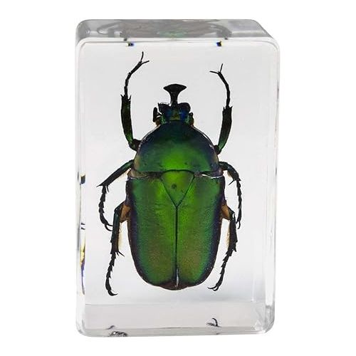 셀레스트론 Celestron - Real 3D Bugs in Clear Resin - 4pc Set Includes Wasp, Ant, Chafer, and Beetle Specimens - Perfect for Science Eduction and Classroom - Use with Digital and Stereo Microscopes