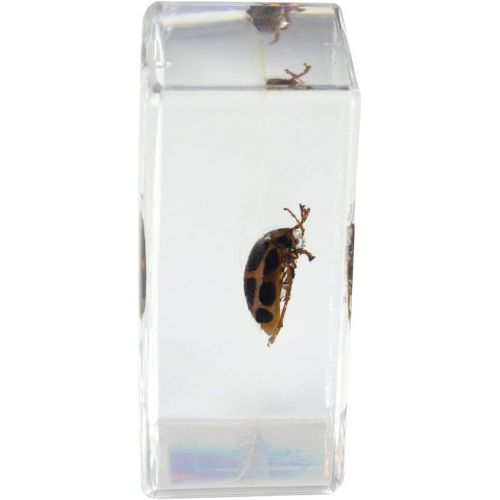 셀레스트론 Celestron - 3D Bug Specimen Kit #4 - Observe Insects - Ideal Accessory for Any Celestron Digital Microscope