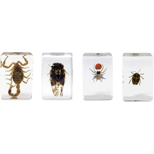 셀레스트론 Celestron - 3D Bug Specimen Kit #4 - Observe Insects - Ideal Accessory for Any Celestron Digital Microscope