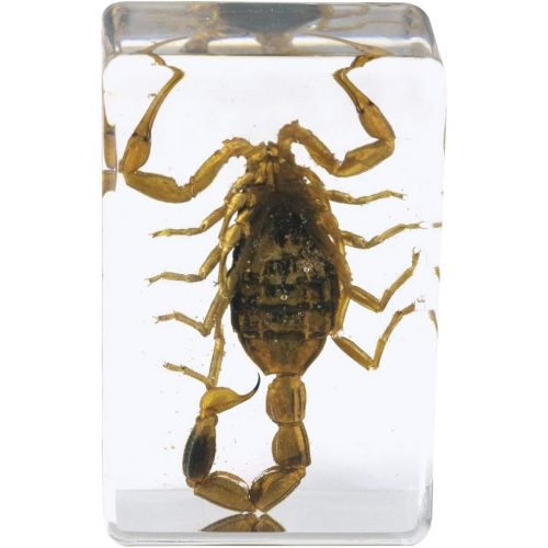 셀레스트론 Celestron - 3D Bug Specimen Kit #4 - Observe Insects - Ideal Accessory for Any Celestron Digital Microscope