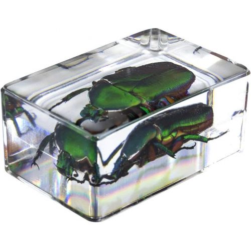 셀레스트론 Celestron - 3D Bug Specimen Kit #4 - Observe Insects - Ideal Accessory for Any Celestron Digital Microscope