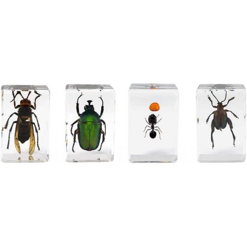 셀레스트론 Celestron - 3D Bug Specimen Kit #5 - Observe Insects - Ideal Accessory for Any Celestron Digital Microscope