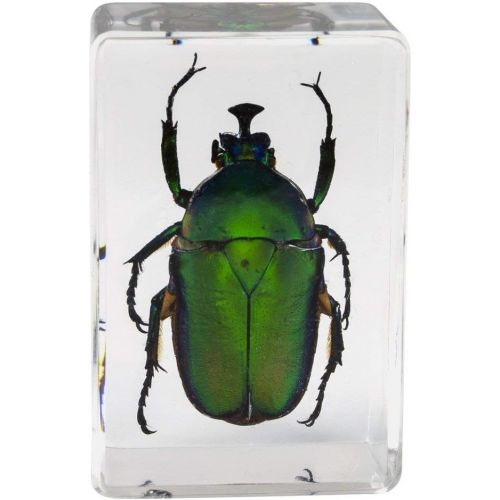 셀레스트론 Celestron - 3D Bug Specimen Kit #5 - Observe Insects - Ideal Accessory for Any Celestron Digital Microscope